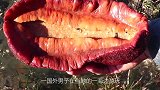 男子海边以为捡到鲍鱼，查阅后才知，它能嚼碎石头可以做防弹衣