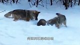 狼獾雪地偶遇野狼，以一敌二，将狼打得屁滚尿流