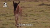 小角马和鬣狗相遇，结果角马妈妈前来相助，留下鬣狗原地凌乱