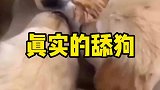 家里养了一群狗和一只猫咪