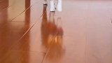 模特们，好好学学正宗的猫步
