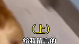 狗狗绝育有风险吗