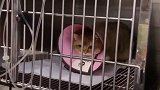 猫咪真的太脆弱了，我担心的事还是发生了～vlog日常