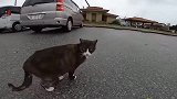 野外发现一只瘦骨嶙峋的流浪猫，真的是太可怜了