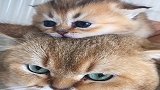 猫咪母子两个长得太像了，小猫的眼镜遗传了爸爸，是深蓝色的哦