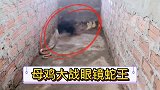 母鸡大战眼镜蛇王！看得心惊胆战！最后结局难以想象？