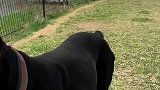 杜宾犬快跑！跑的真快