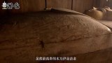 考古人员发现三具动物木乃伊，揭开它们的悲惨身世，实在太可怜了