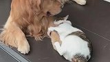 猫：别睡懒觉了，快起来看门儿了！