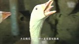 大白鹅在后院不断大叫，主人以为有人偷鹅跑去一看，心里一暖
