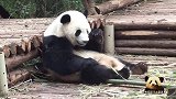 熊猫滚滚把自己摊平了吃竹子：能躺着绝不坐着，真会享受！
