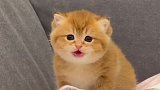 这只小狗怎么猫里猫气的！