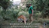 豹子想要攻击饲养员，半路被老虎截下，老虎：当我不存在啊