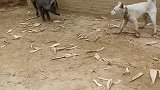 狗子：不就猪八戒么，我哮天犬怕过你么！