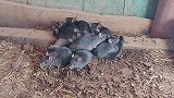 爱沙尼亚民众发现极罕见“鼠王现象” 13只老鼠尾巴缠在一起