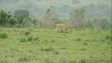 母狮狩猎在牛群中寻找机会