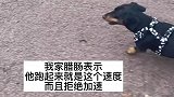 小短腿最后的倔强