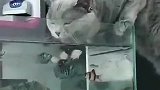 为什么猫喜欢喝鱼缸里的水？来一个明白的解释下