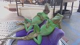喵星人：游戏还能这么玩呀？咱家铲屎官可真是会玩呢！