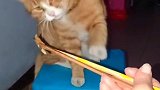 猫：咋回事，怎么抓不上肉呢！
