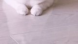 好大一滩 猫 星探家 开启你的更好生活