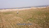 农村河畔遛狗，发现很多死了的喜鹊，这是什么情况