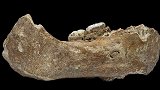 人类骨化石被发现 将人类踏足青藏高原时间推进到16万年前
