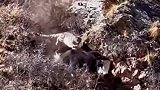 高原雪豹猎食牦牛