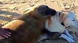 狗狗救过受伤的小海豹，从此它们形影不离跨越物种的友谊