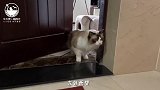 我家的猫哭了