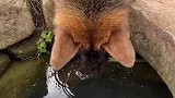 狗狗趴在井边喝水，掉进井里不断挣扎