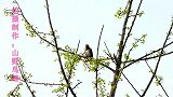 银杏树上漂亮的小鸟乌灰鸫，好听的乌灰鸫叫声