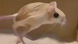 展示家中特别宠物日常