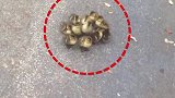 男子街头捡到鸭子群