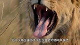 角马被狮子一招锁喉，狮子正打算吃肉，下一秒狮子付出惨重代价