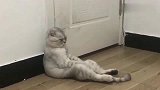 主人让猫猫看门，猫猫满脸不情愿，关我啥事啊！
