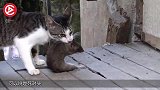 老鼠被猫堵在墙角，不停磕头求饶，这画面真是难得一见！