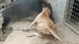 比特犬想吃猪耳朵，结果打起来了