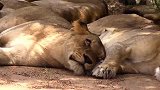 独自陪伴狮群母狮的狮王，生活很惬意
