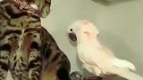猫咪：你活够了是不是