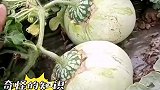 种瓜大哥大胆尝试把甜瓜和西瓜嫁接一块