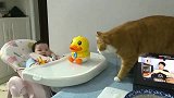 人类幼崽对小猫咪实施了武力威胁，效果卓越！猫咪：你不要过来啊