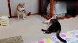 狗狗遇上猫爷：乱叫可是会被教训的！