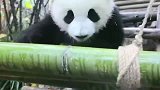 熊猫在镜头面前这么丢人了, 好气呀, 赶紧找狗仔队删除照片