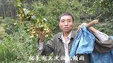 大叔又去山里挖野山药，你们认识野山药吗？一起来看看吧