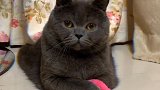 猫帅不过三秒