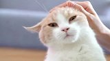 天啦，怎么有这么会撒娇的小猫咪