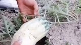 近日，网友上传一段视频，第一眼看是西瓜，再后来就有点懵，谁知道这瓜叫啥名？