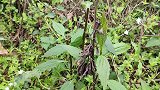 全家出动上山摘野菜，空气清新风景好，收获了3大包柴胡叶！