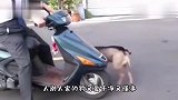 大妈，您这哪是来买刀的啊，您这是砸场子来了吧